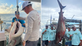 Massive bull shark weighing nearly 500 pounds caught at Alabama fishing tournament