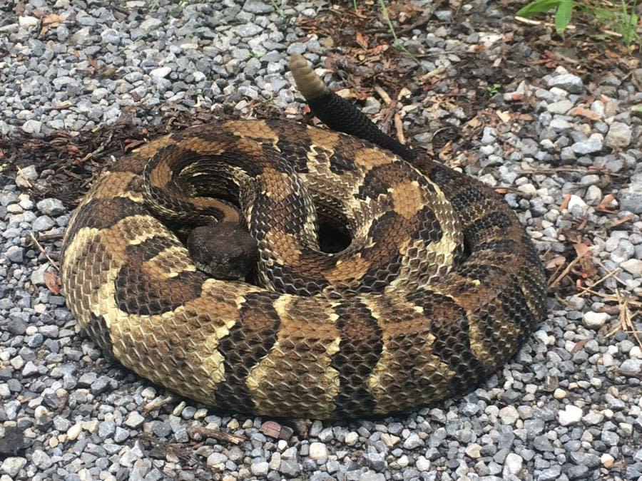 Hisssss! Rattlesnake captured in Withers Park in Wytheville