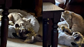 Arizona resident comes home to bobcat in dog's bed