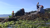 Una plaga de algas asfixia al marisco en la ría de Muros: “Nunca tuvimos tanto algazo”