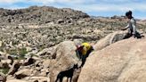 Joshua Tree officials warn visitors not to bring dogs after pet rescue