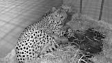 Smithsonian's National Zoo Welcomes Two Newborn Cheetah Cubs