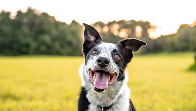 Paws of War Sends Adorable Therapy Dogs To Camp For People with Special Needs