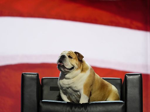 Jim Justice’s Babydog steals show on second night of Republican convention