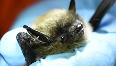 Toronto Public Health looking for person who may have been exposed to rabies after bat tests positive at animal hospital
