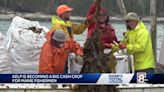 Kelp farming off Maine waters could help to contribute to environmental sustainability - ABC17NEWS