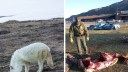 Yellowstone Wolves Kill Elk, Drag Carcass onto High School Football Field