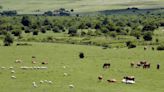 Prohíben soltar a los perros en los montes del parque de Urbasa y Andía