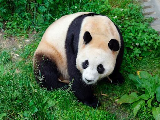 「福寶」累積大票粉絲！首爾市長求租借「中國大熊貓」：促進兩國文化交流