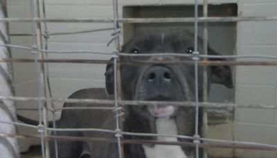 Logan County Animal Shelter issues a Code Black