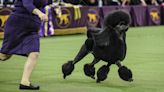 Inside the Secret World of the Westminster Kennel Club Dog Show