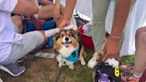 Corgis race to join the fight against Alzheimer’s Disease | Issaquah Reporter