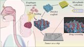 And improved method for anti-cancer drug detection: How tiny tumor models could transform drug testing