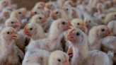 Finland Offers Bird Flu Vaccines to Citizens Exposed to Poultry