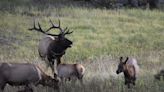 Colorado: 'Hidden' elk charges, injures 4-year-old boy in second elk attack in a week