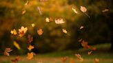 Is it good luck to catch leaves? Spiritualists say it is the best way to start fall