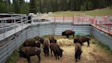 Grand Canyon bison are headed to Great Plains tribal lands as North Rim herd is reduced