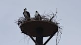 This week in history: Movie crew makes a mess, crane-nesting ospreys find new home