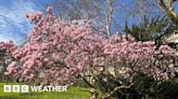 Pollen season: what you need to know