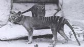 9 animales que se han extinguido en el último siglo y medio (o antes)