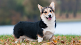 10-Year-Old Corgi Who 'Chooses Her Own Destiny' Is Making People Smile
