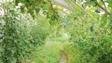 How to Create a Food Forest—a Natural, Edible Landscape for Any Size Yard