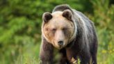 Sin piedad hacia los osos molestos en Eslovaquia | Teletica