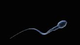 Sperm counts have been declining for decades. Are microplastics partly to blame?