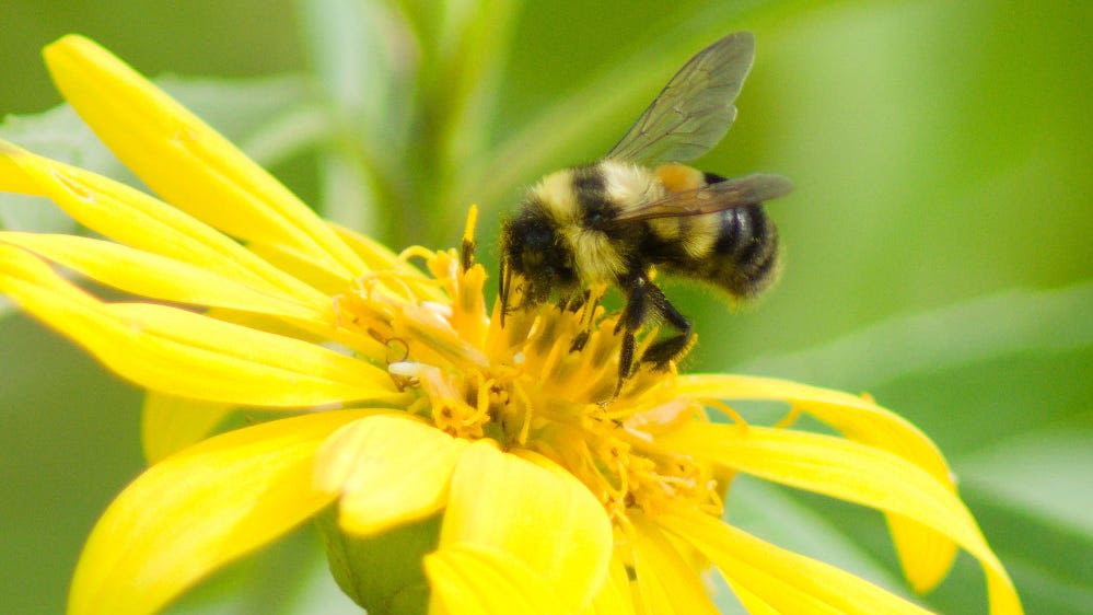 World Bee Day is May 20. Here’s what to know about our fuzzy, utterly necessary friends