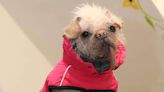 Britain's Ugliest Dog Treated to Spa Day of Posh Pampering: Peggy 'Loved Every Second'