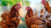 Study Reveals Why Raw Poultry Is A Major Reason For Salmonella Poisoning