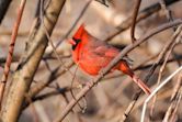 Cardinal (color)