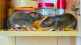 Get rid of rats before they become an infestation with three effective methods