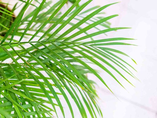 How to Grow and Care for Bamboo Palms So They Thrive