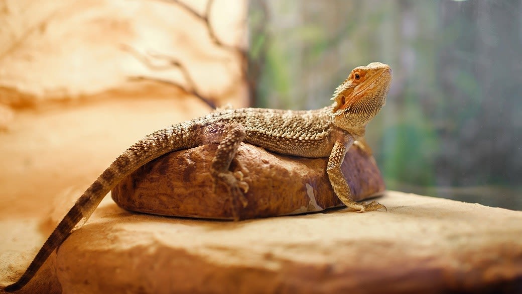Richmond Reptile Expo to be held at Richmond Raceway