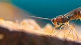 The wasps that tamed viruses