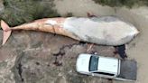 Encuentran en Colonia una ballena muerta de más de 15 metros: no se veía un ejemplar así desde hace un siglo