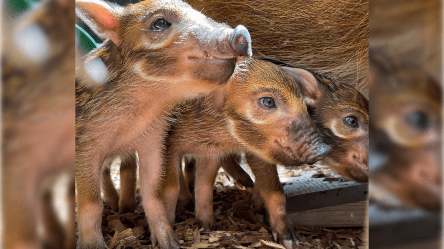 Meet the adorable Red River piglets born at Nashville Zoo