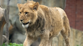 Lincoln Zoo in Chicago Heartbroken After 17-Month-Old Lion Had to Be Euthanized