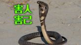 社子島驚傳「有人亂放大量的蛇」 居民見眼鏡蛇跑進家裡嚇壞