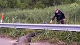 ‘Big fella’: Alligator causes trouble, has to be removed from highway twice
