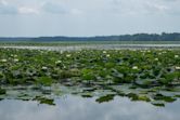 Crab Orchard Lake