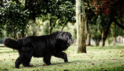 Newfoundland Dog’s Walk to the Beat of a Popular Song Is Cracking People Up