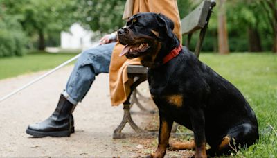 La importancia de los perros guía y otros profesionales caninos que trabajan al lado de los humanos