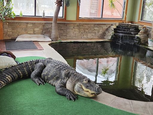 Owner of Albert the alligator suing DEC over seizure decision