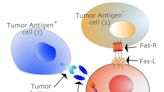 癌症療法突破：科學家發現讓癌細胞自毀的「殺手開關」