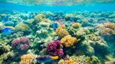 Scientists are intentionally bleaching and 'cryopreserving' coral