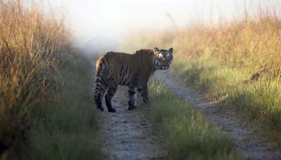 Project Tiger to displace 5.5 lakh tribals, says rights group report