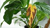 8 Reasons Why a Peace Lily's Leaves Turn Brown and How to Fix It