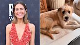 Mandy Moore Welcomes New Dog Who Was Found 'Wandering the Streets': 'He Was Looking for Us'